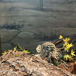 Primate conservation center- European glass lizard terrarium