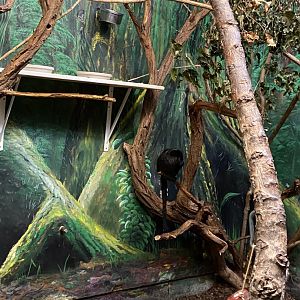 Primate conservation center- goldis monkey & speckled mousebird exhibit