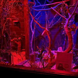 Nocturnal building- large spotted genet exhibit