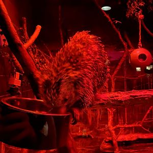 Nocturnal building- prehensile tailed porcupine