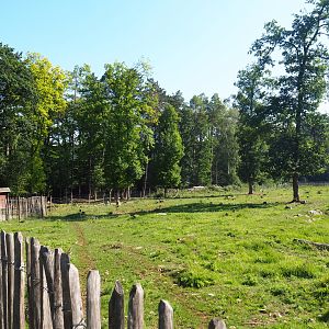 First Eurasian forest reindeer paddock, 2020-07-12