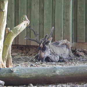 Eurasian forest reindeer (Rangifer tarandus fennicus), 2020-07-12