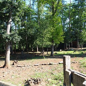 First Eurasian forest reindeer paddock, 2020-07-12
