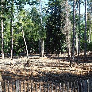 Central European wild boar paddock, 2020-07-12