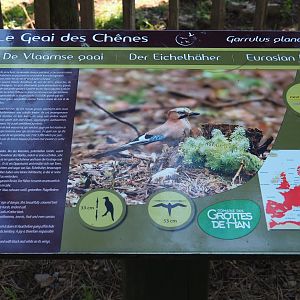 Example of native wildlife signage - Eurasian jay, 2020-07-12