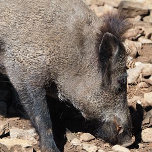 Central European wild boar (Sus scrofa scrofa), 2020-07-12
