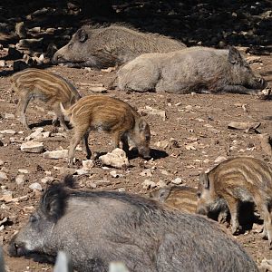 Central European wild boars (Sus scrofa scrofa), 2020-07-12