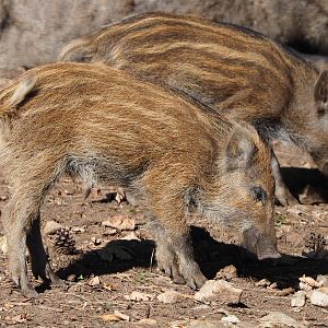 Central European wild boar piglet (Sus scrofa scrofa), 2020-07-12