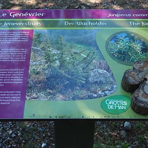 Example of tree signage with cut slice of wood - Juniper, 2020-07-12