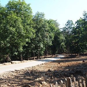 Central European wild boar paddock with safari car road, 2020-07-12