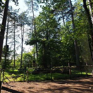 Eurasian great grey owl aviary, 2020-07-12