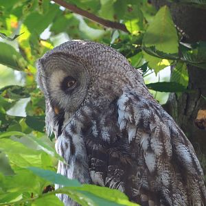Eurasian Great Grey Owl (Strix nebulosa lapponica), 2020-07-12