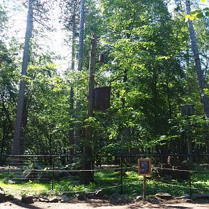 Eurasian eagle owl aviary, 2020-07-12
