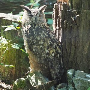 Eurasian eagle owl (Bubo bubo bubo), 2020-07-12