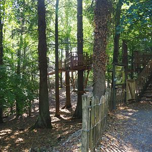 Beginning of the Canopy trail, 2020-07-12