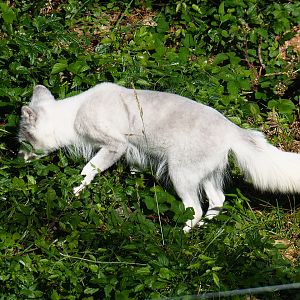 Arctic fox (Vulpes lagopus), 2020-07-12