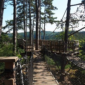 Canopy trail, 2020-07-12