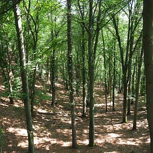View of forest on wildlife park grounds, 2020-07-12