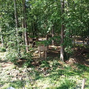Arctic fox exhibit, 2020-07-12