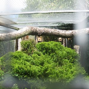 Nordsjællands Fuglepark - Horned parakeet aviary