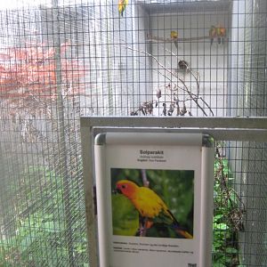 Nordsjællands Fuglepark - Sun conure aviary