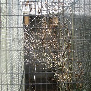 Nordsjællands Fuglepark - Parrotlet aviary