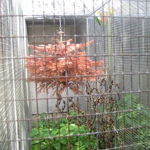 Nordsjællands Fuglepark - Yellow-thighed caique aviary
