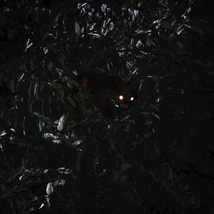 Red giant flying squirrel - Ayubia National Park 22/8/2020