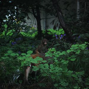 Rhesus macaque - Ayubia National Park 25/8/2020