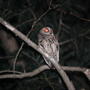 Collared scops owl - Ayubia National Park 22/8/2020
