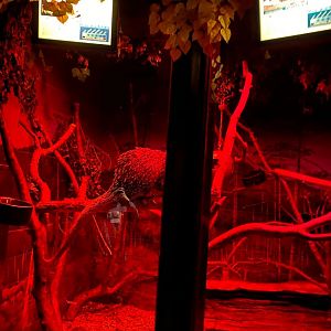 Nocturnal building- prehensile tailed porcupine & Southern flying squirrel exhibit