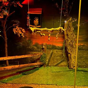 Nocturnal building- spectacled owl exhibit