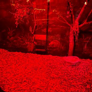 Nocturnal building- linneous two toed sloth, kinkajou, & six banded armadillo exhibit