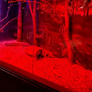 Nocturnal building- linneous two toed sloth, kinkajou, six banded armadillo exhibit