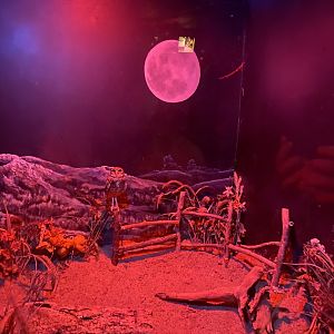 Nocturnal building- burrowing owl exhibit