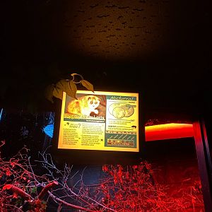 Nocturnal building- slow loris signage