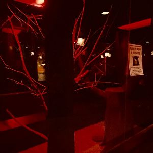 Nocturnal building- brush-tailed bettong & African straw colored fruit exhibit