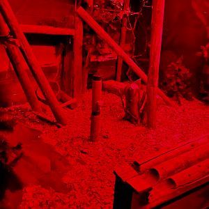 Nocturnal building-Pallas cat exhibit