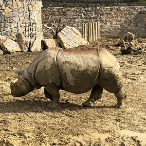 Female Indian Rhino at Faruk Yalçın Zoo