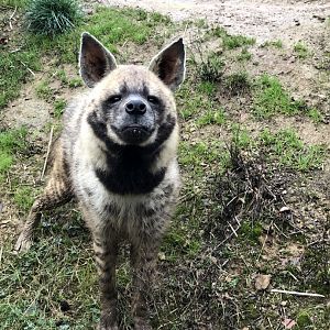Striped Hyena