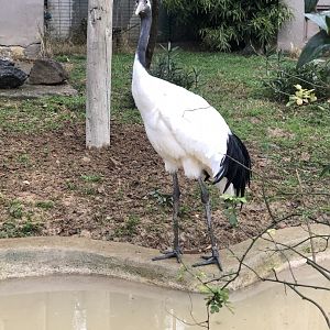 Red-Crowned Crane