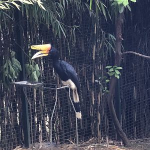 Male Rhinoceros Hornbill