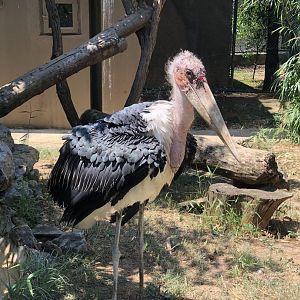 Marabou Stork