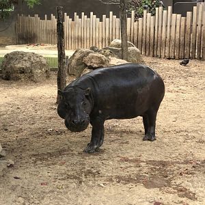 Female Pygmy Hippo