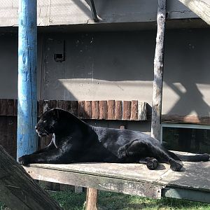 Female Melanistic Jaguar