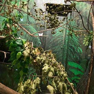 Primate conservation center- cotton topped tamarin exhibit