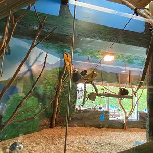 Primate conservation center- ring-tailed lemur indoor exhibit