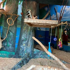 Primate conservation center- ring-tailed lemur indoor exhibit