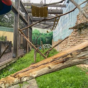 Primate conservation center- ring-tailed lemur outdoor y