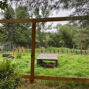 Asian caravan- reeves muntjac exhibit